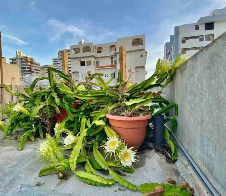 Fresh Tropical Colonial Style Walk-Up- Rooftop Terrace- Beach View San Juan Exterior photo